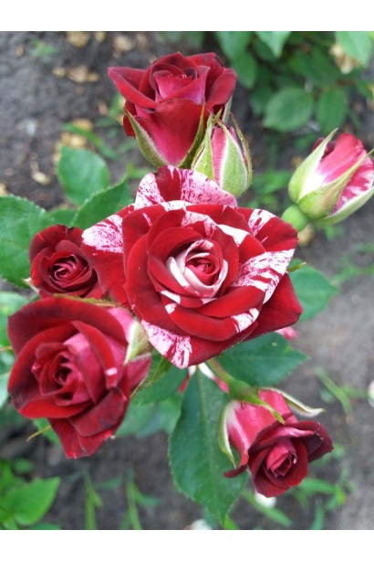 Троянда бордюрна Flash Night у ландшафтному дизайні